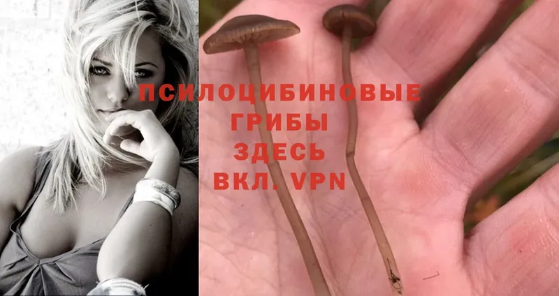 закладка  Железноводск  blacksprut маркетплейс  Галлюциногенные грибы Magic Shrooms 